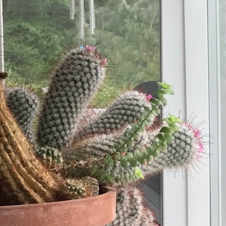 @danssucculents with bonus flowering ?