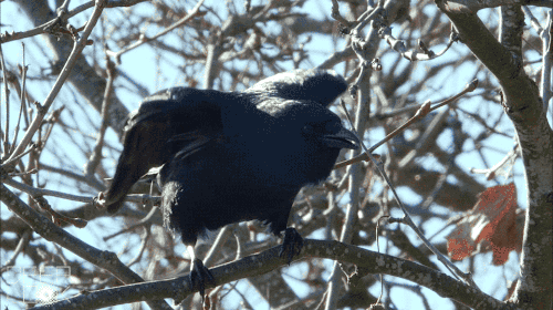 You’ve Heard of a Murder of Crows. How About a Crow Funeral? | Deep Look | KQED Science