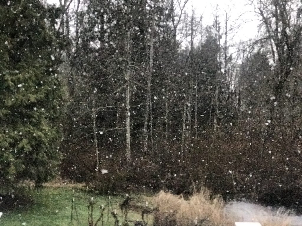 Snow Falling, trees in background